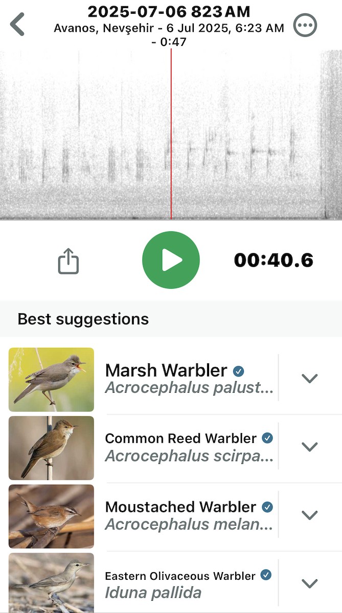 Marsh Warbler - ML639218533