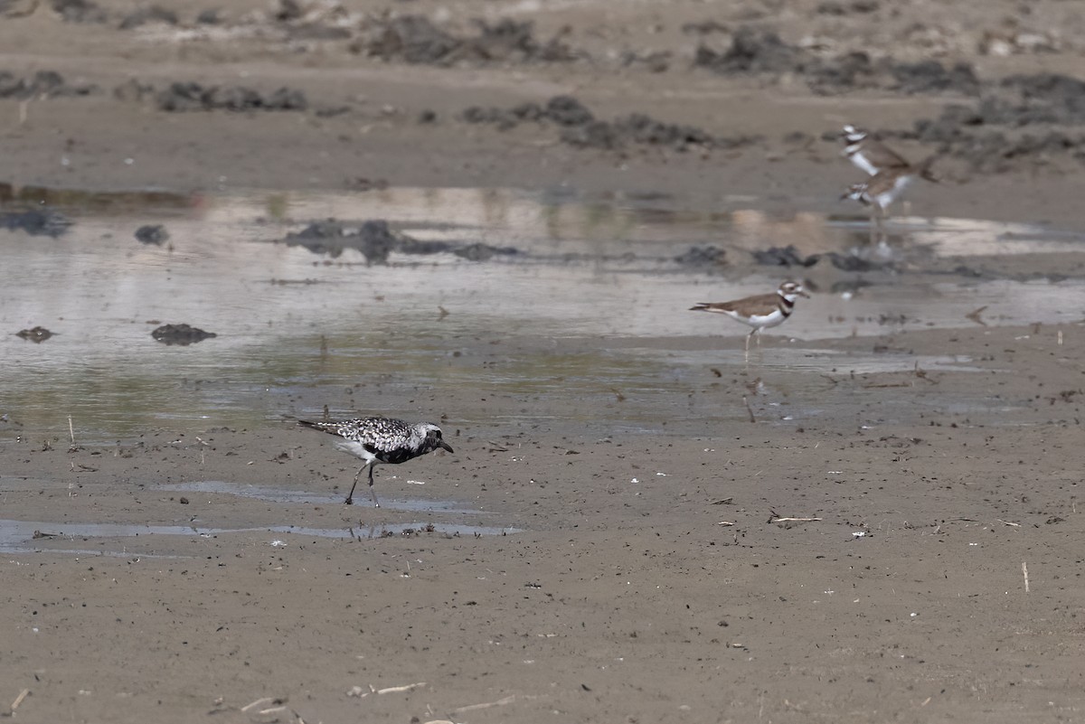 灰斑鴴 - ML639218601