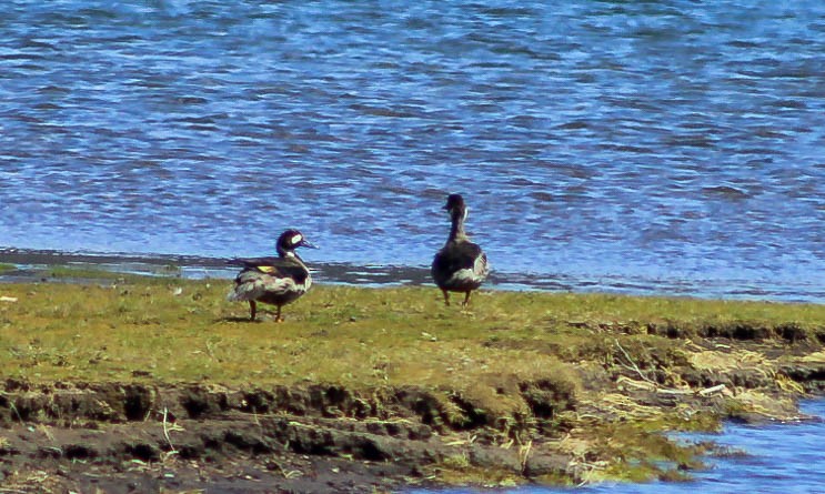 Spectacled Duck - ML639218608