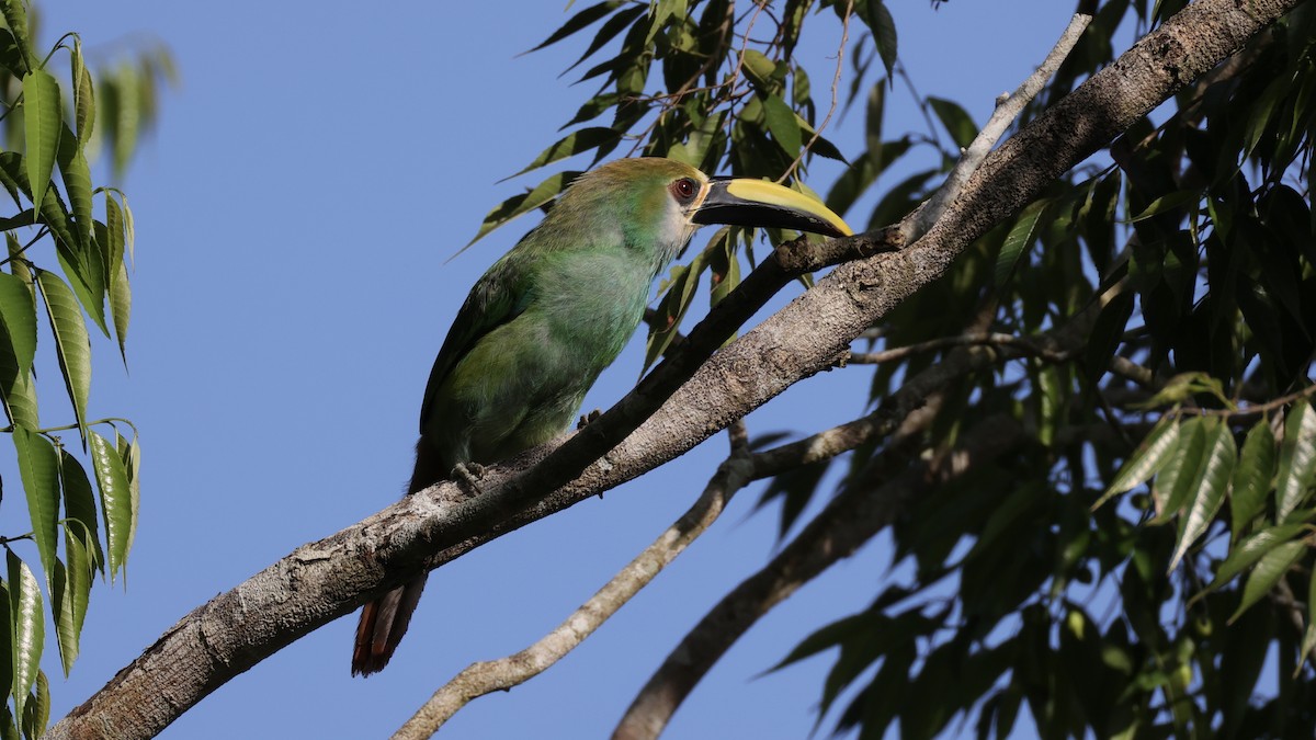 Northern Emerald-Toucanet - ML639218640