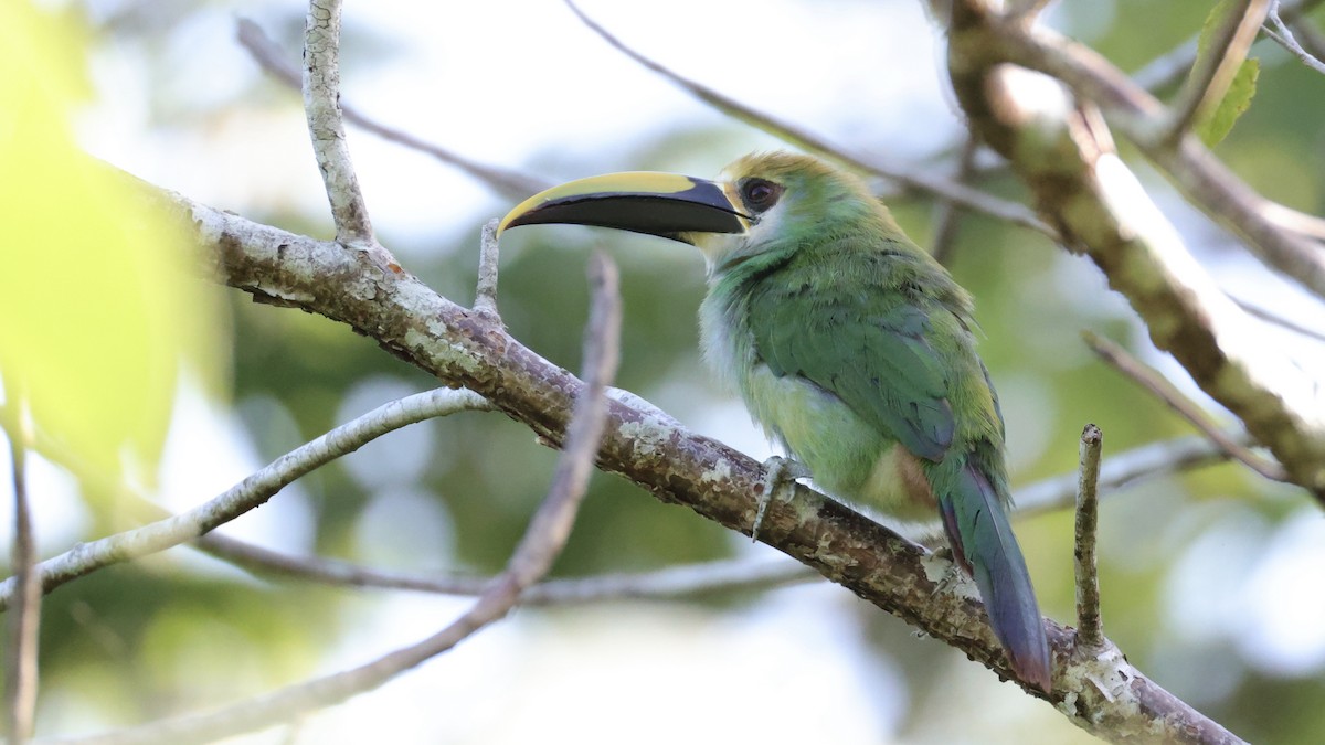 Northern Emerald-Toucanet - ML639218642