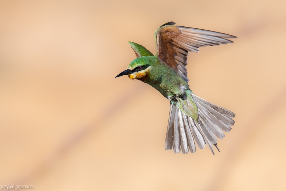Blue-cheeked Bee-eater - ML639218653