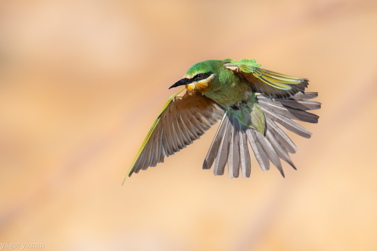 Blue-cheeked Bee-eater - ML639218654
