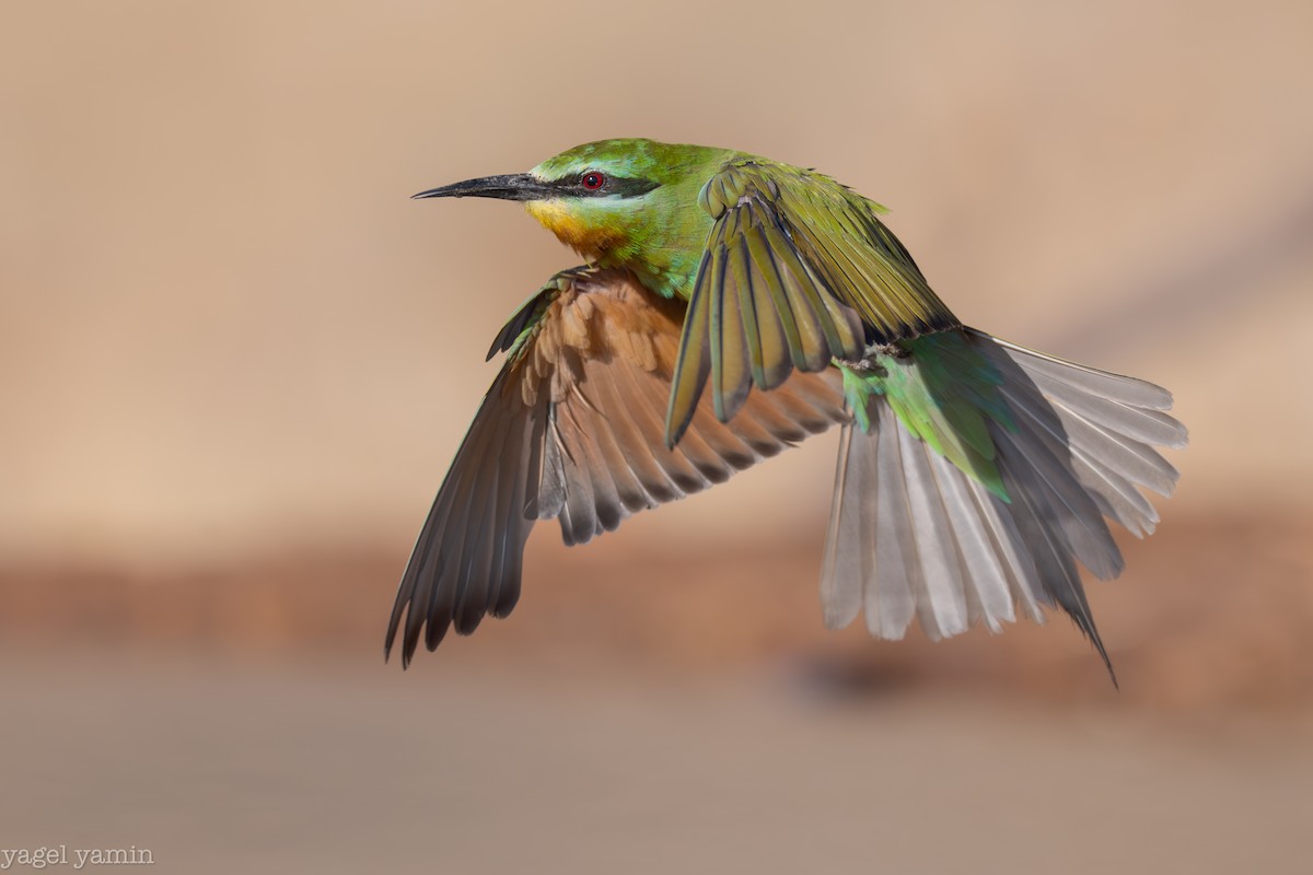 Blue-cheeked Bee-eater - ML639218656