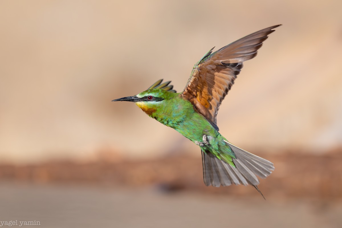Blue-cheeked Bee-eater - ML639218658