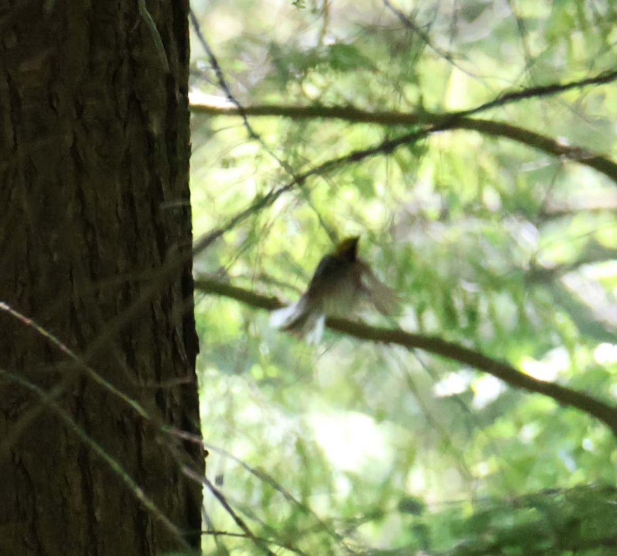 Black-throated Green Warbler - ML639218713