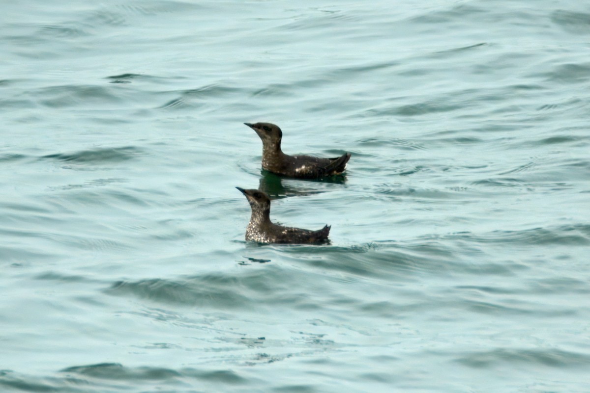 Marbled Murrelet - ML639218946