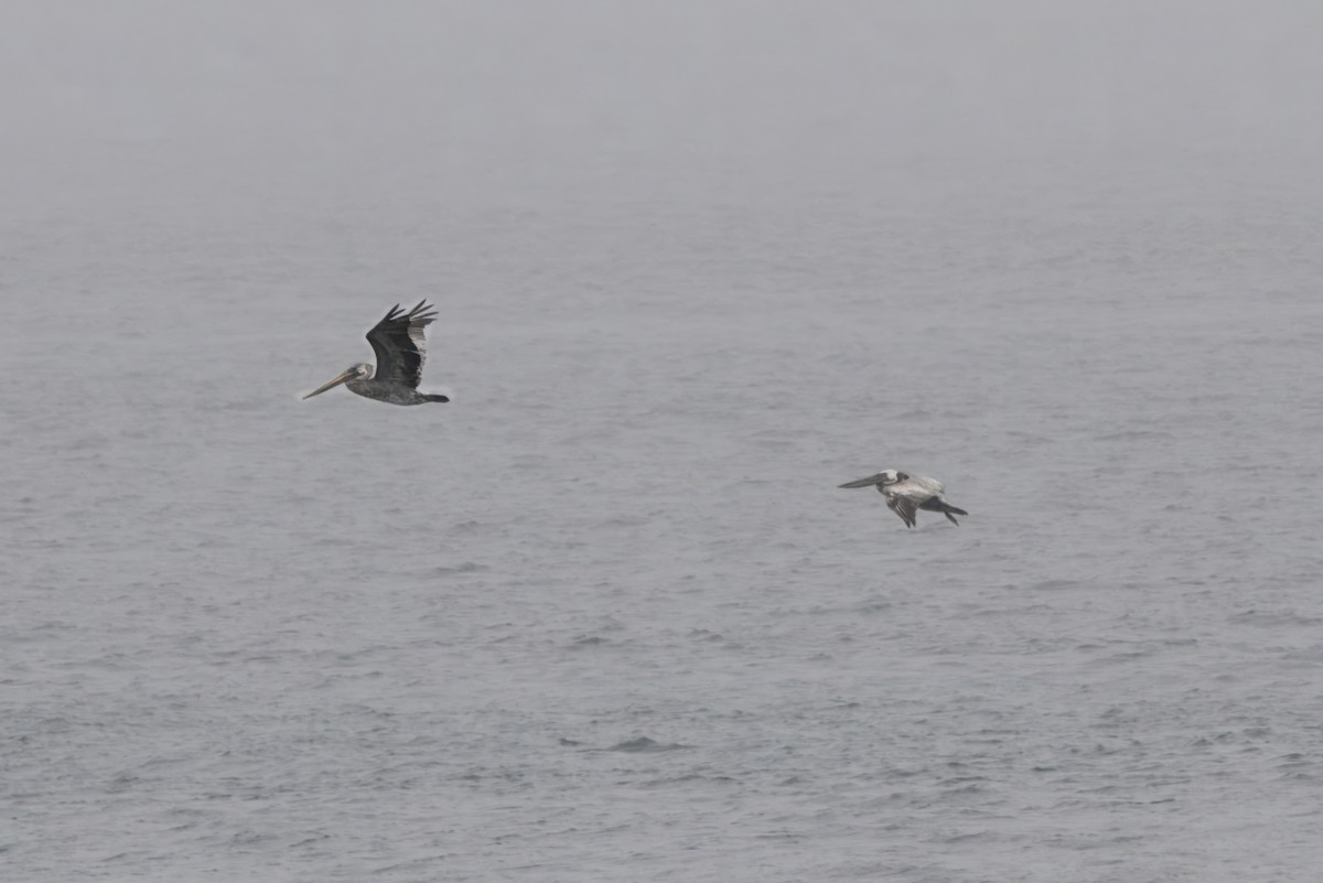 Brown Pelican - ML639218953