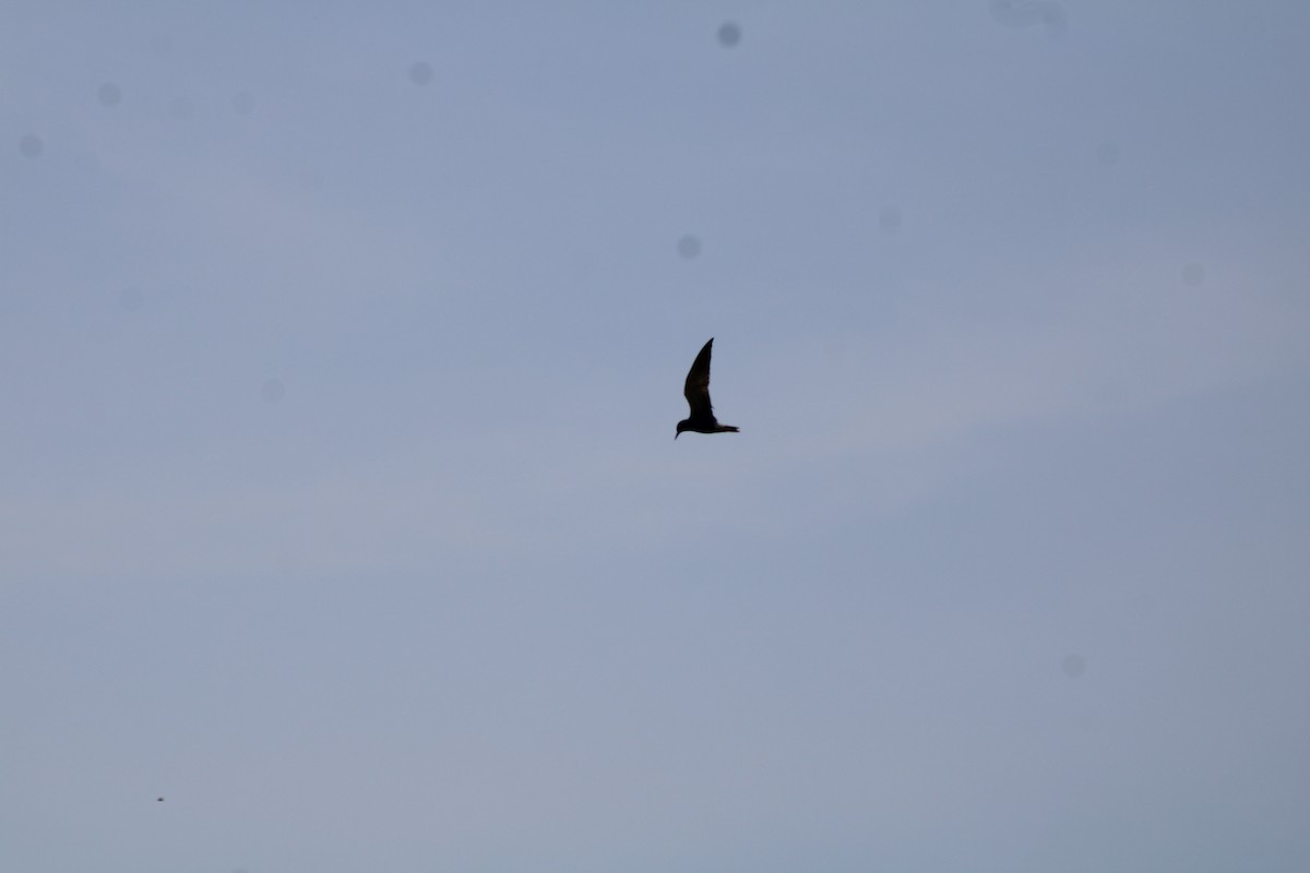 מירומית שחורה - ML639219011