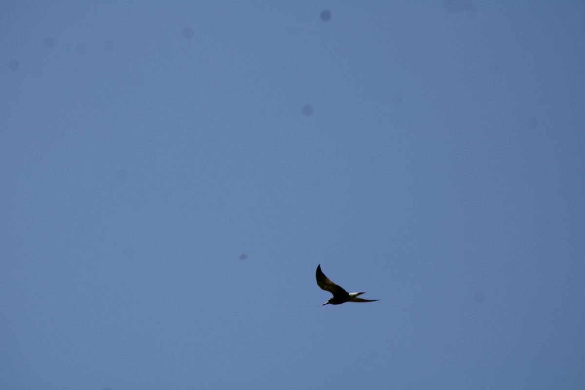 מירומית שחורה - ML639219013