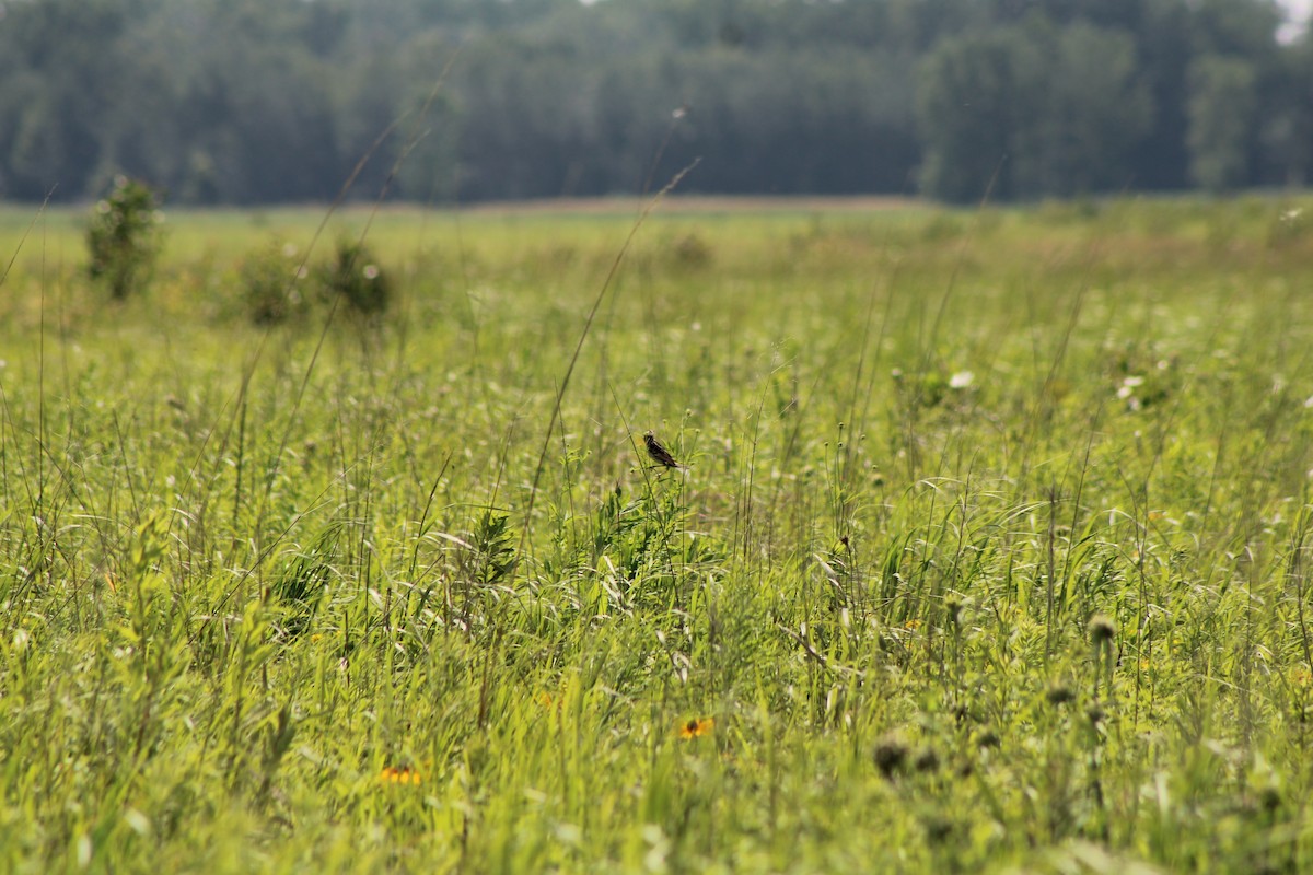 דרורן זהוב - ML639219029