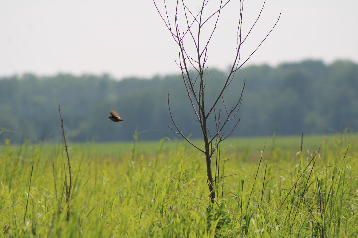 דיקסיסל - ML639219042