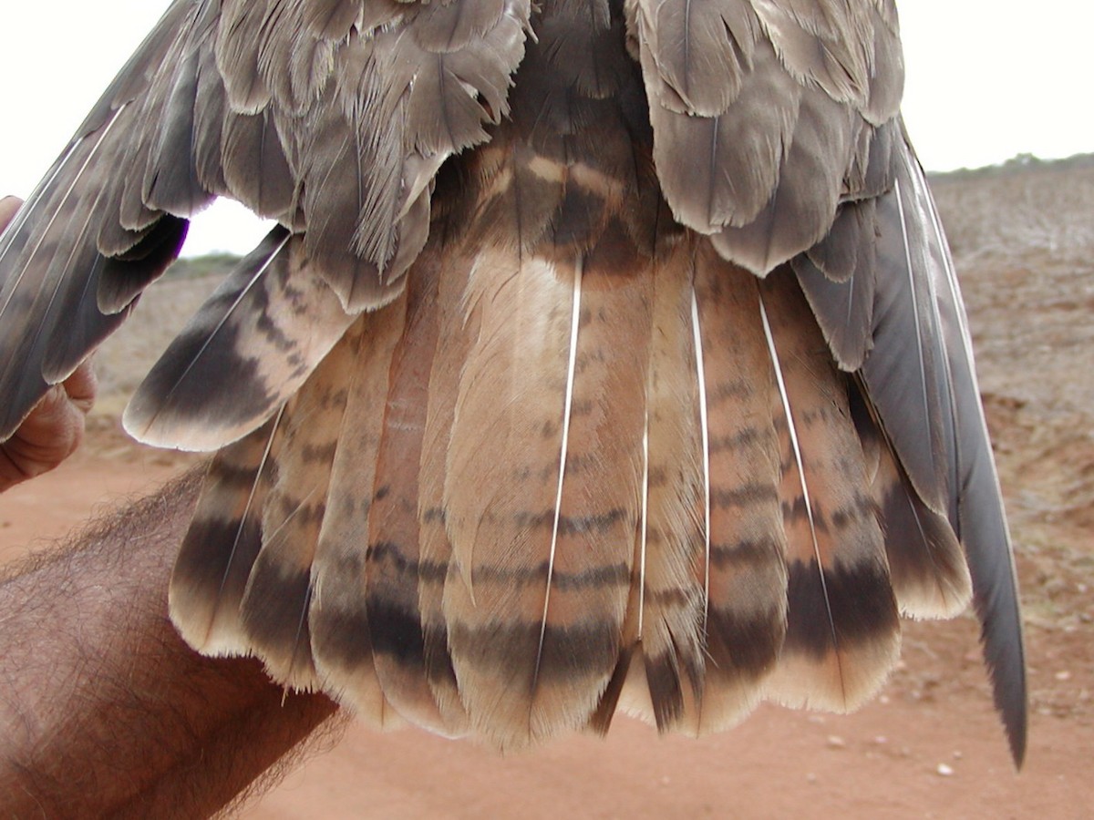 Poiana (vulpinus/menetriesi) - ML639219051