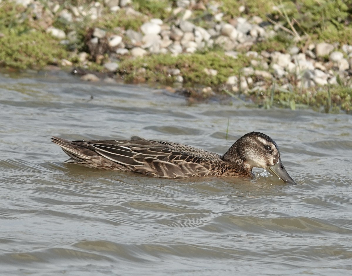 Garganey - ML639219118