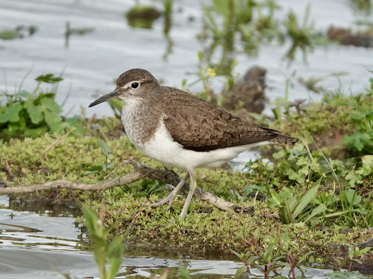 Common Sandpiper - ML639219129