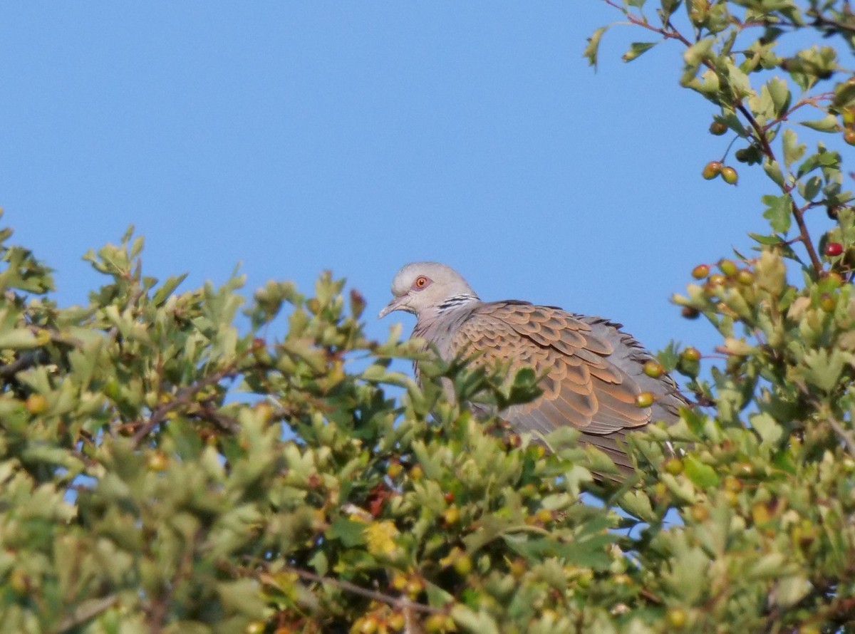 European Turtle-Dove - ML639219139