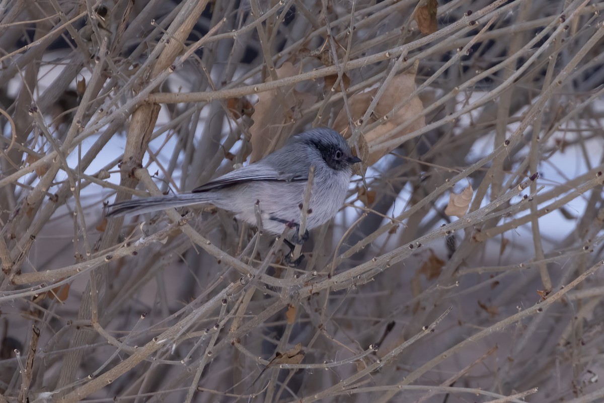 Bushtit - ML639219218