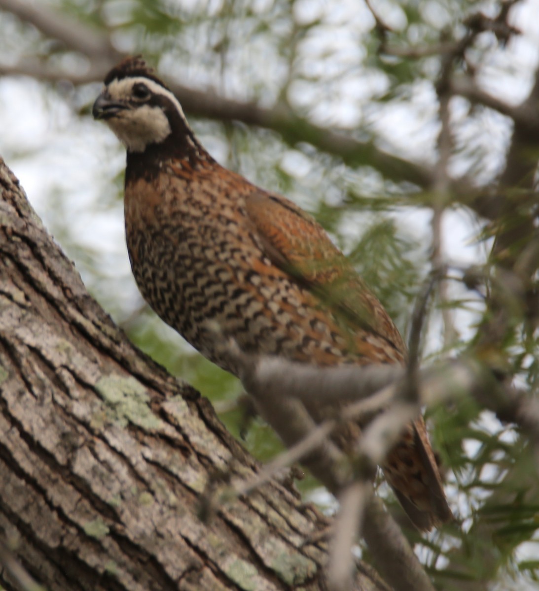 Northern Bobwhite - ML639219303