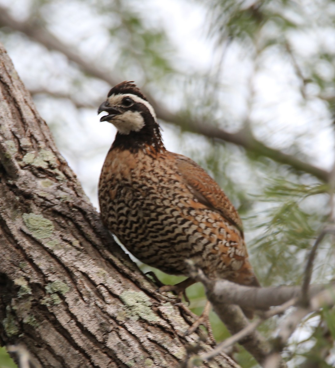 Northern Bobwhite - ML639219311