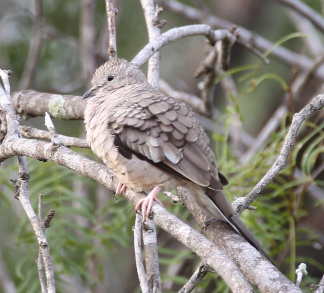 Inca Dove - ML639219326