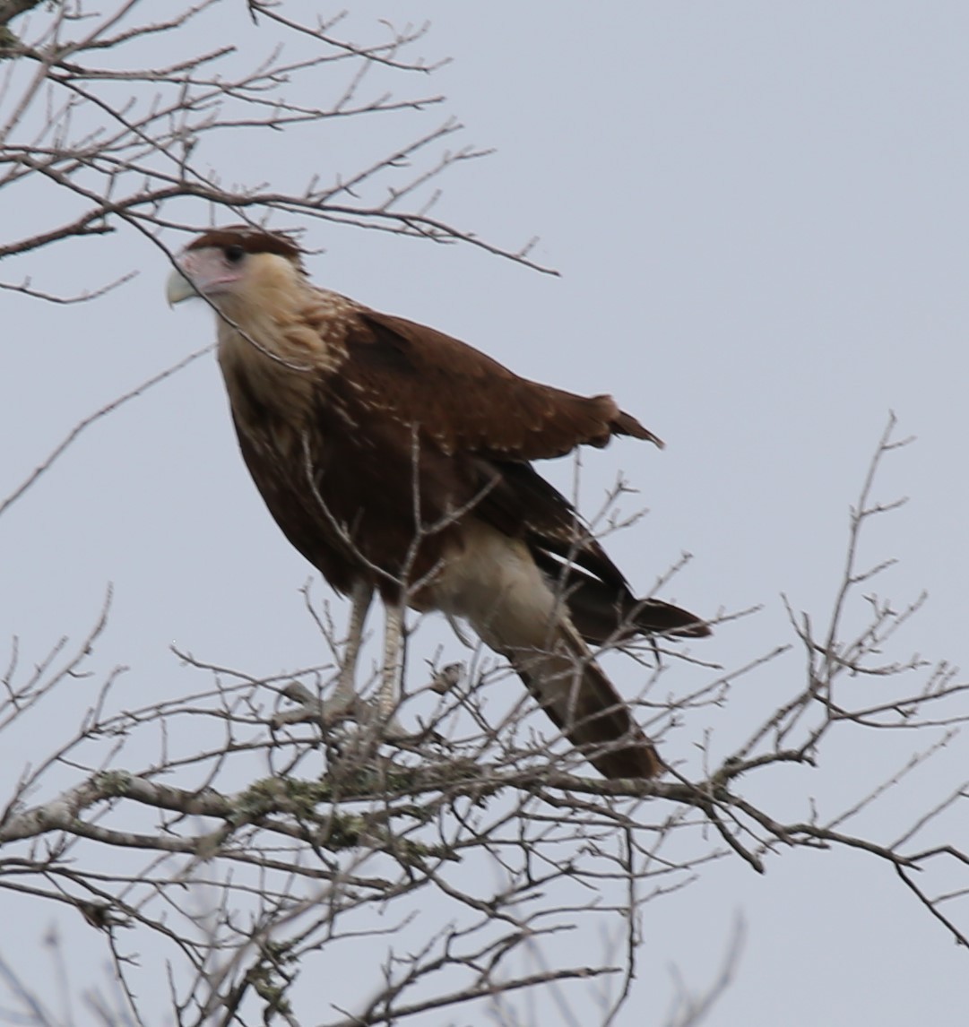 Crested Caracara - ML639219342