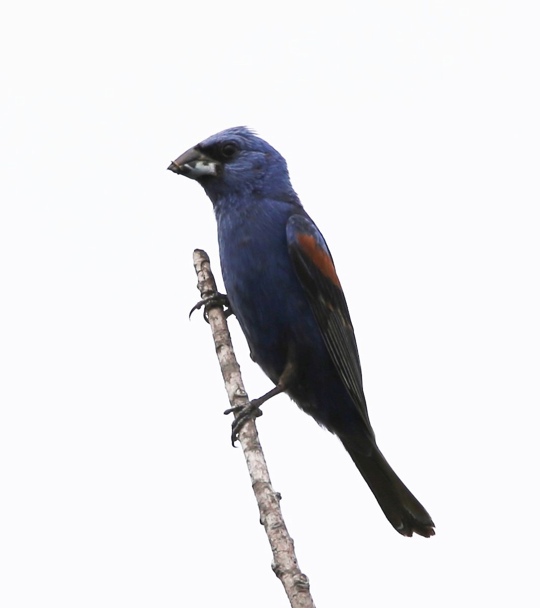 Blue Grosbeak - ML639219371