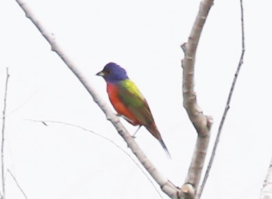 Painted Bunting - ML639219382