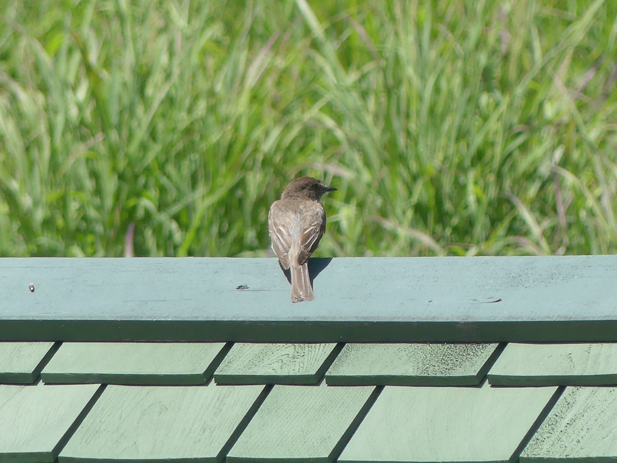 Eastern Phoebe - ML639219403