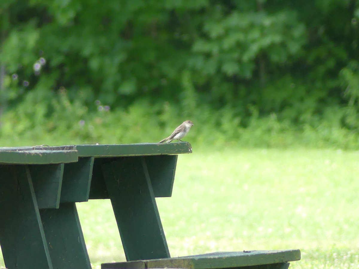 Eastern Phoebe - ML639219406