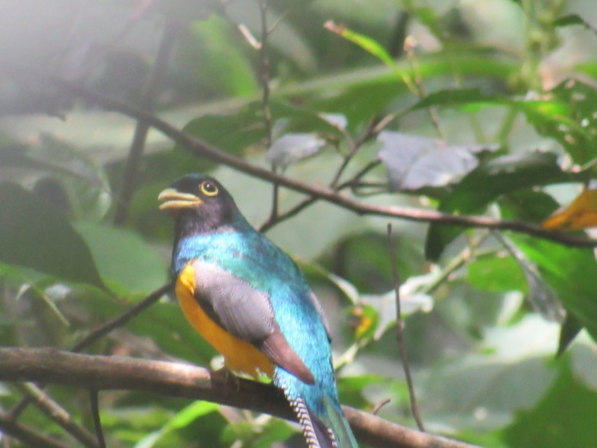 Choco Black-throated Trogon - ML639219407