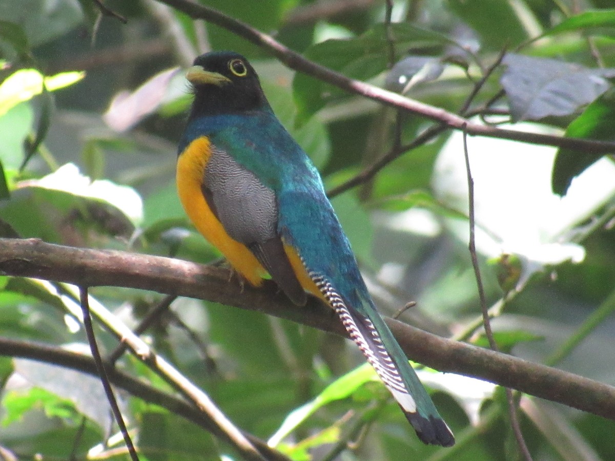 Choco Black-throated Trogon - ML639219408