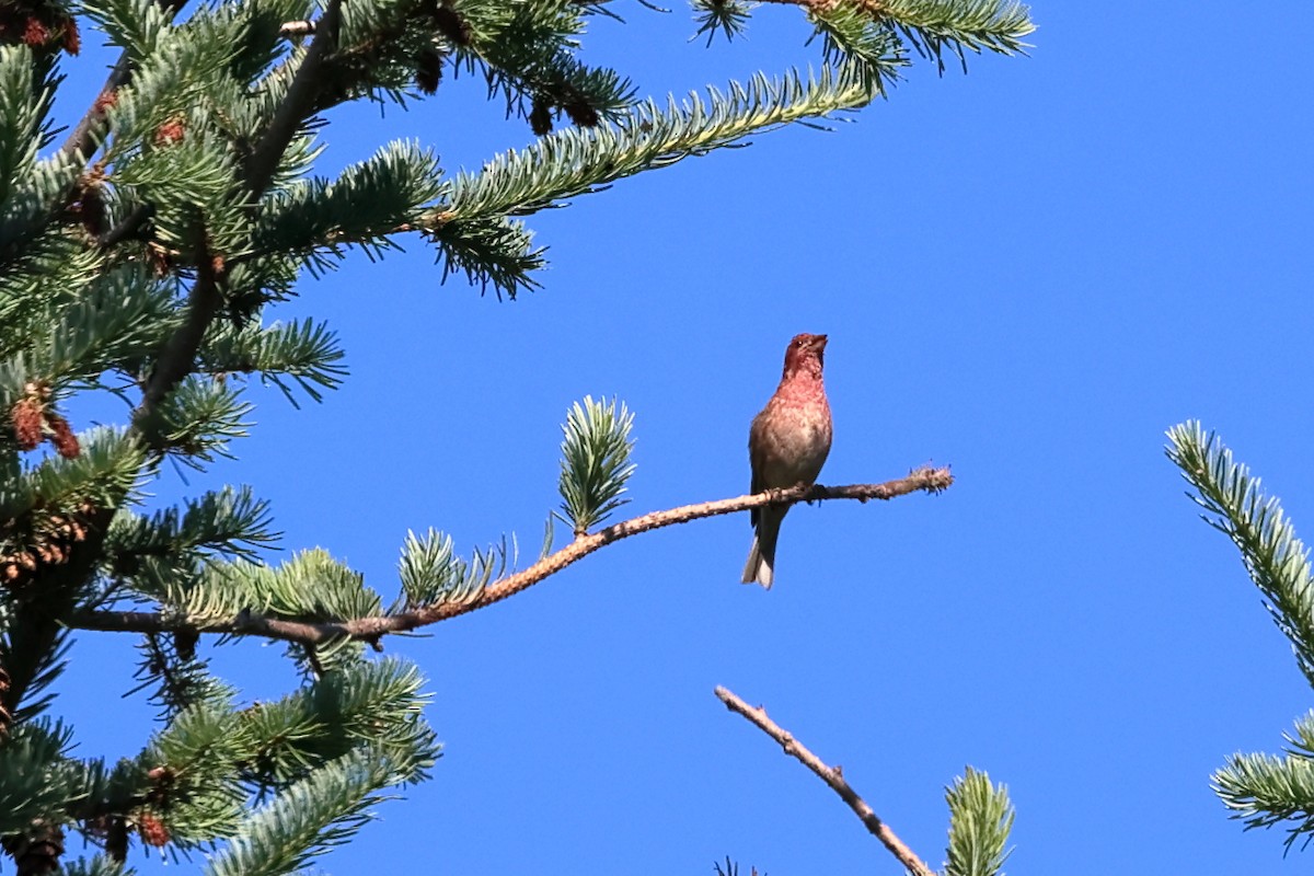 Purple Finch (Western) - ML639219423