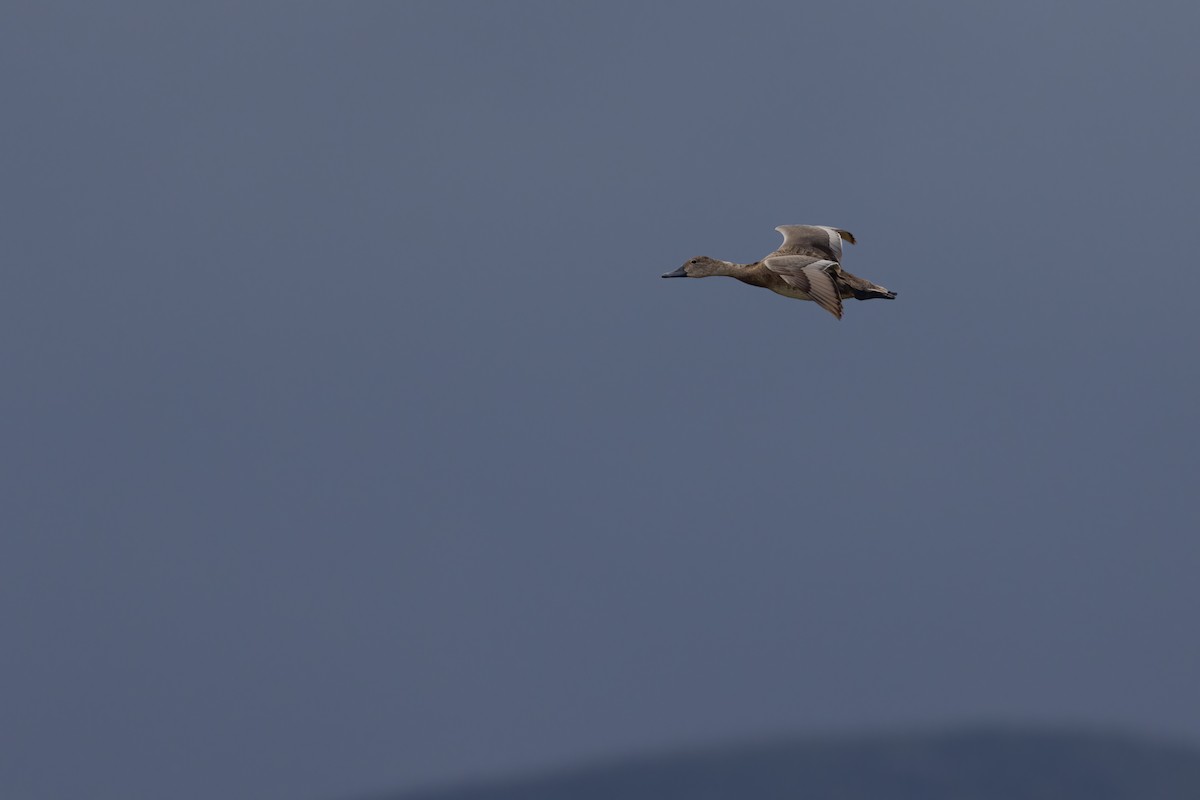 帆背潛鴨 - ML639219588