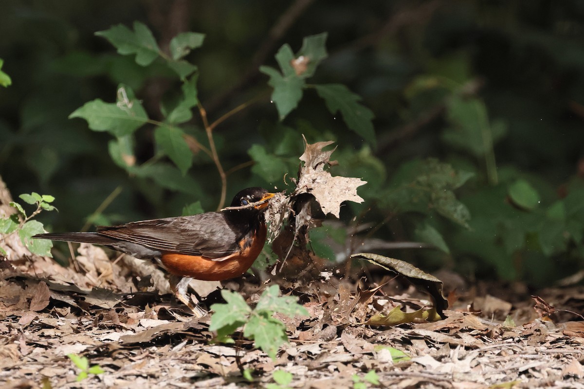 American Robin - ML639219748