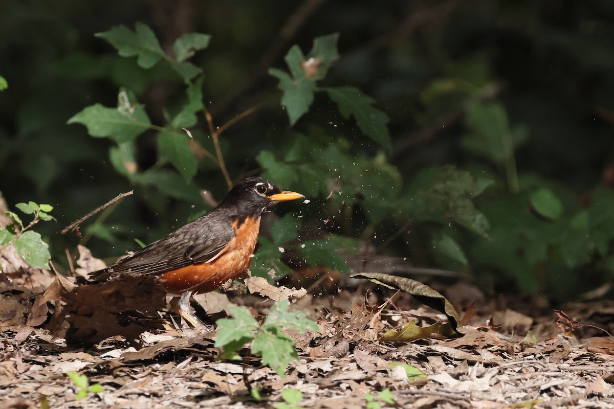 American Robin - ML639219750