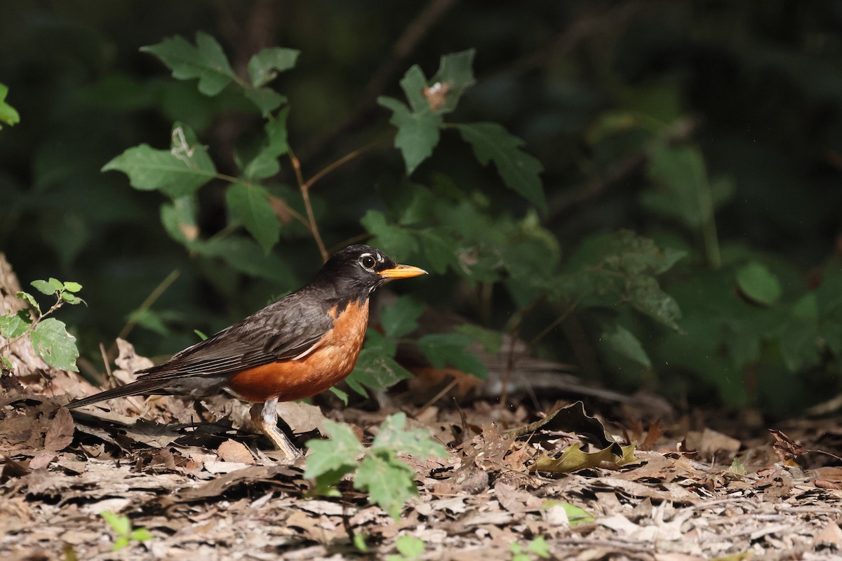 American Robin - ML639219753