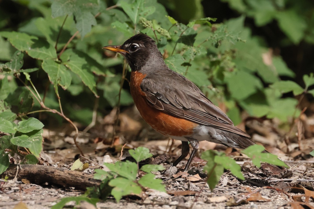 American Robin - ML639219755