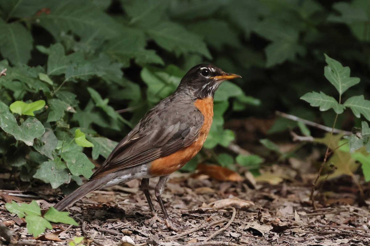 American Robin - ML639219756