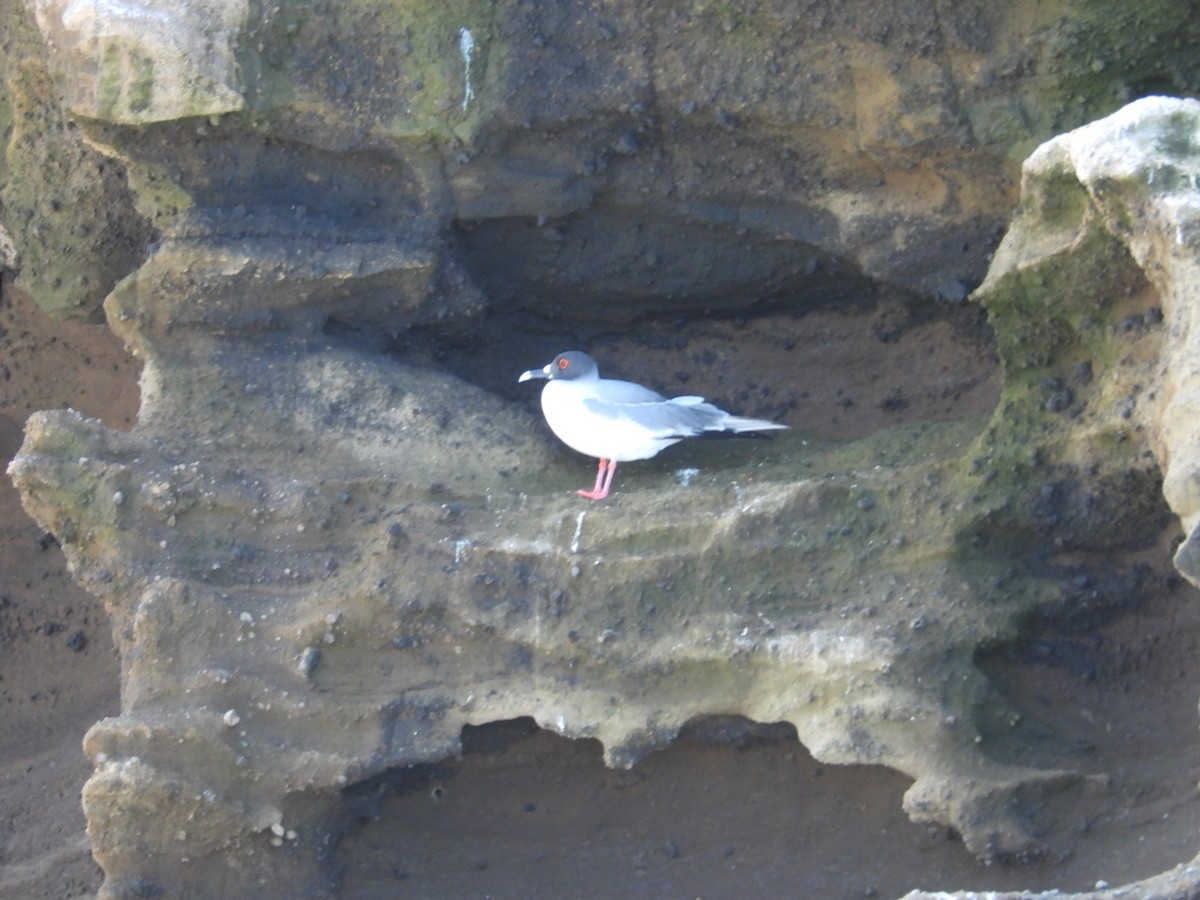 Swallow-tailed Gull - ML639219978