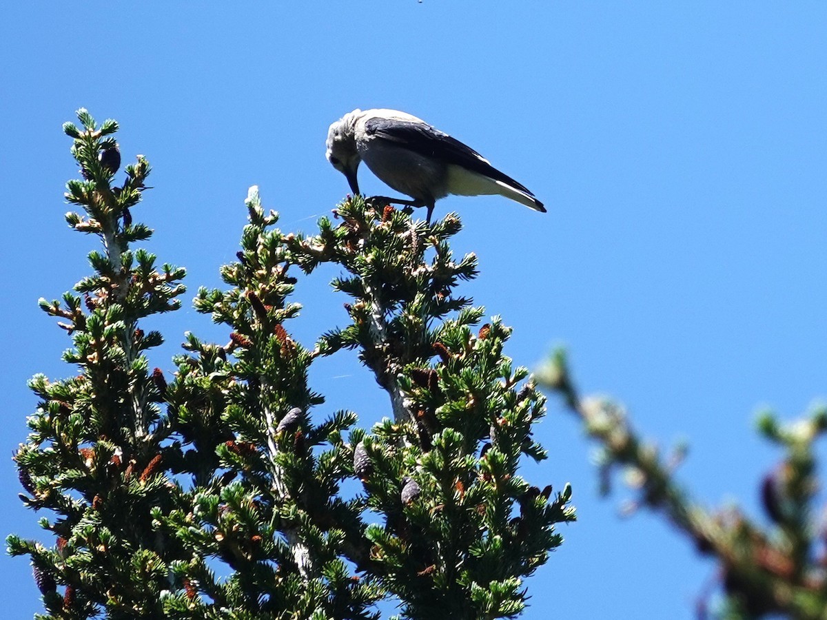Clark's Nutcracker - ML639219993