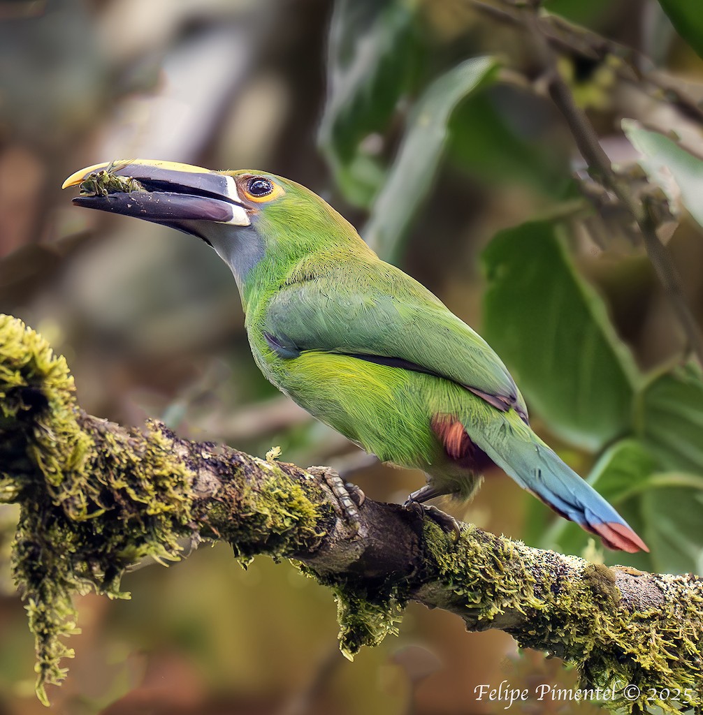 Southern Emerald-Toucanet - ML639220126