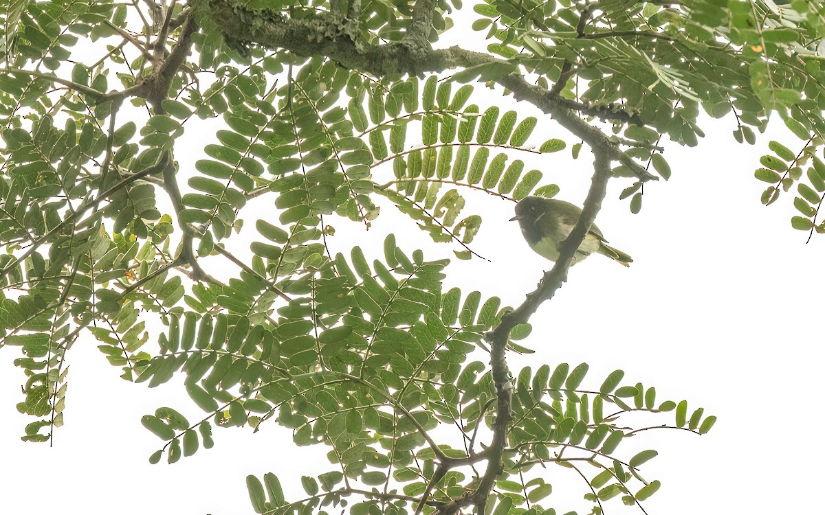 Masked Apalis - ML639220155