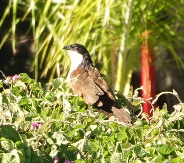 Coucal des papyrus - ML639220259