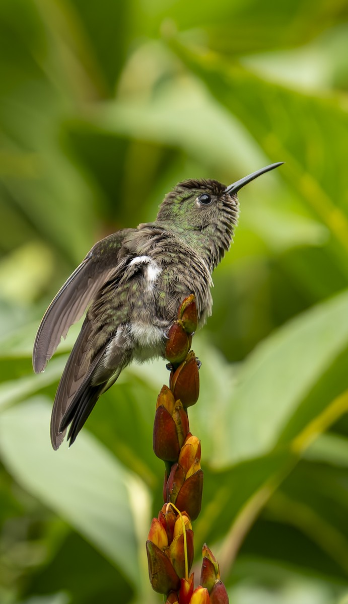 Sombre Hummingbird - ML639220290