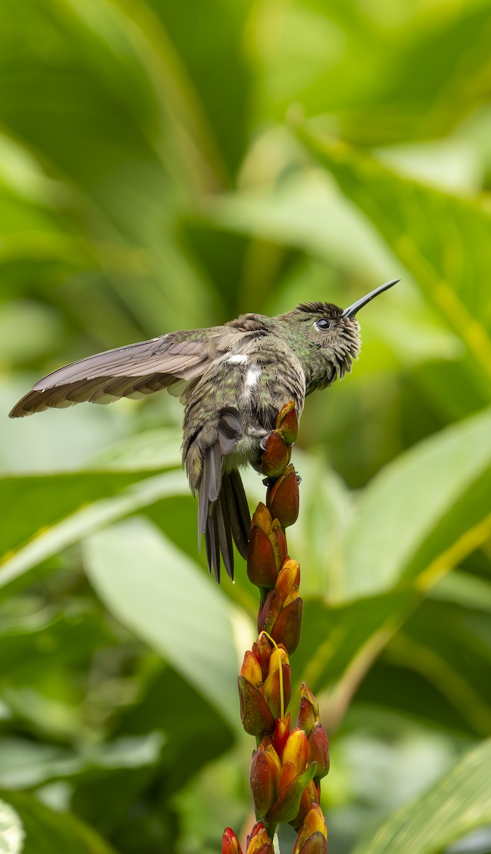 Sombre Hummingbird - ML639220291