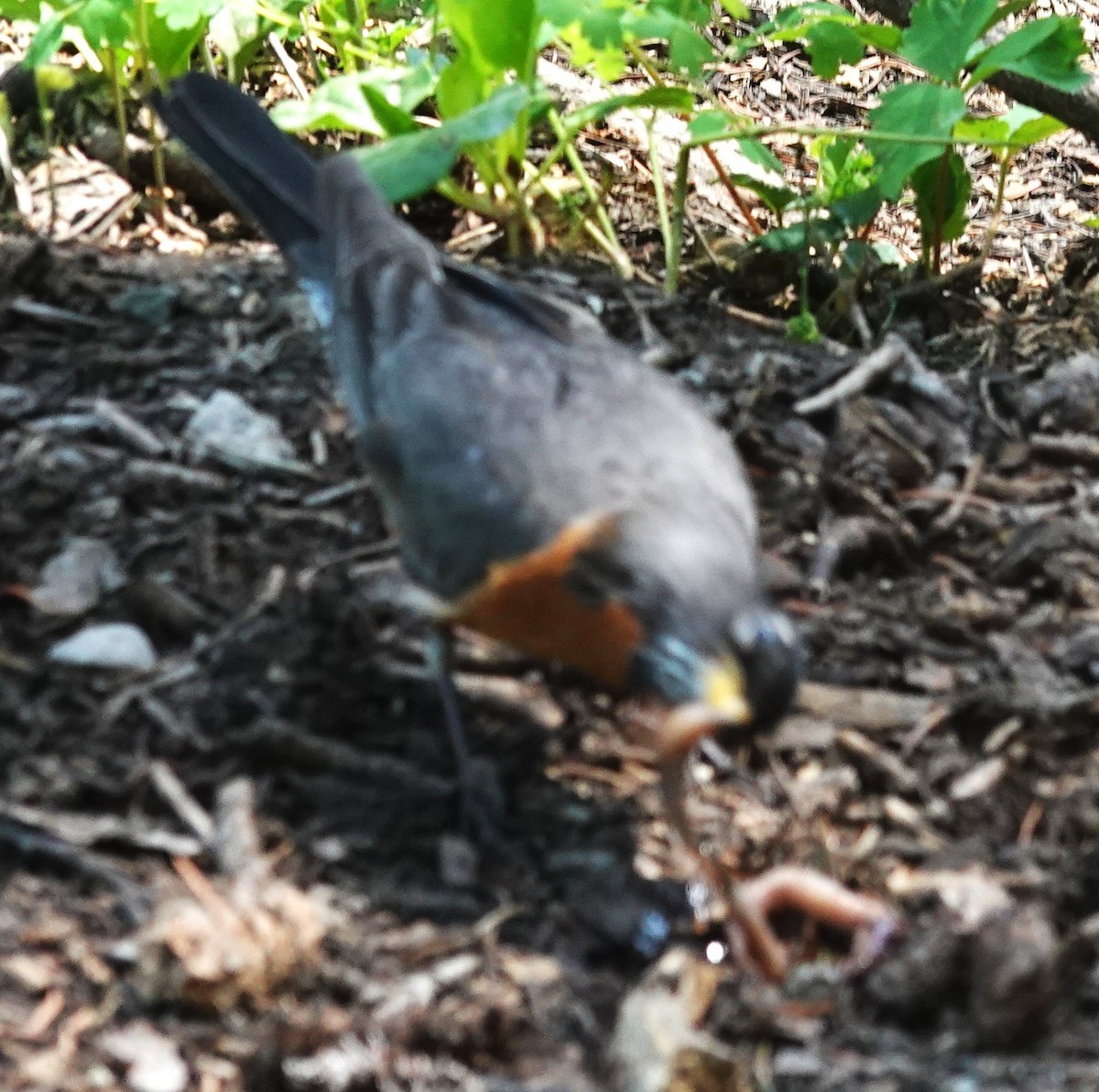 American Robin - ML639220296