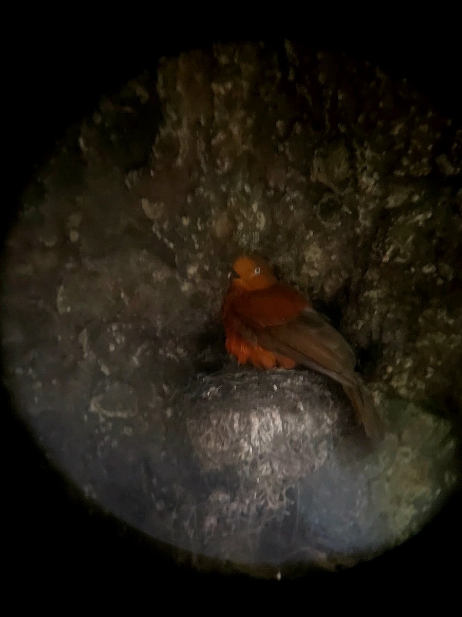 Andean Cock-of-the-rock - ML639220333