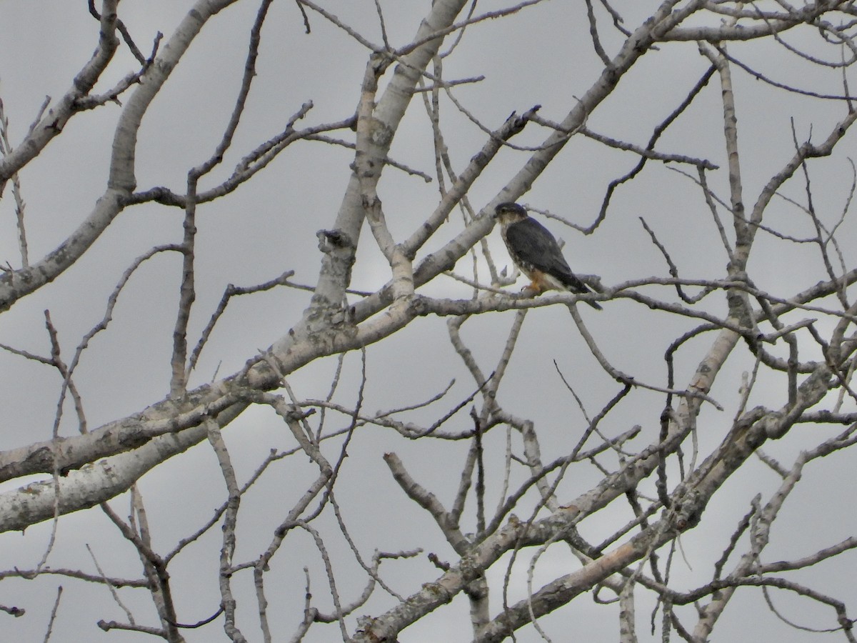 Merlin - ML639220409