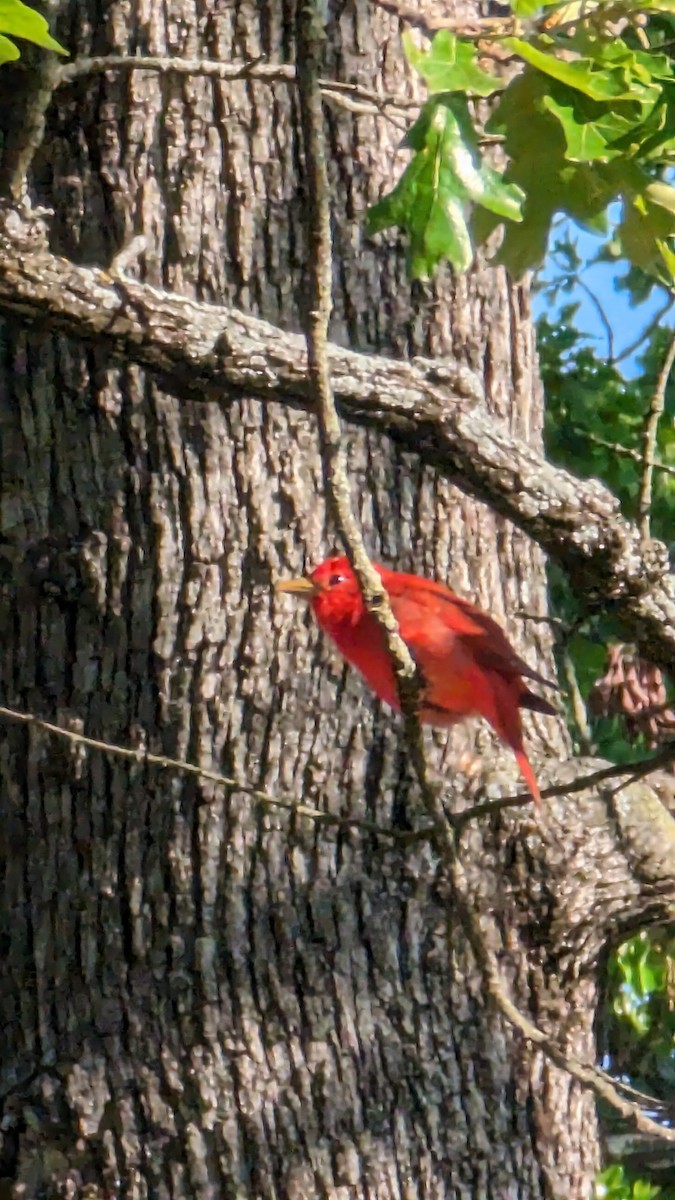 Summer Tanager - ML639220637