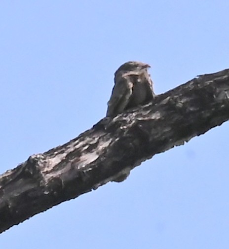 Savanna Nightjar (Northern) - ML639220651